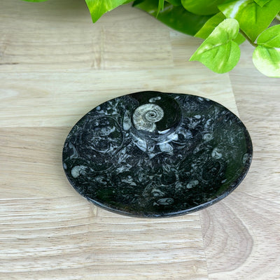 Ammonite Dish in Round, Heart, Spiral or Oval Shapes 3"