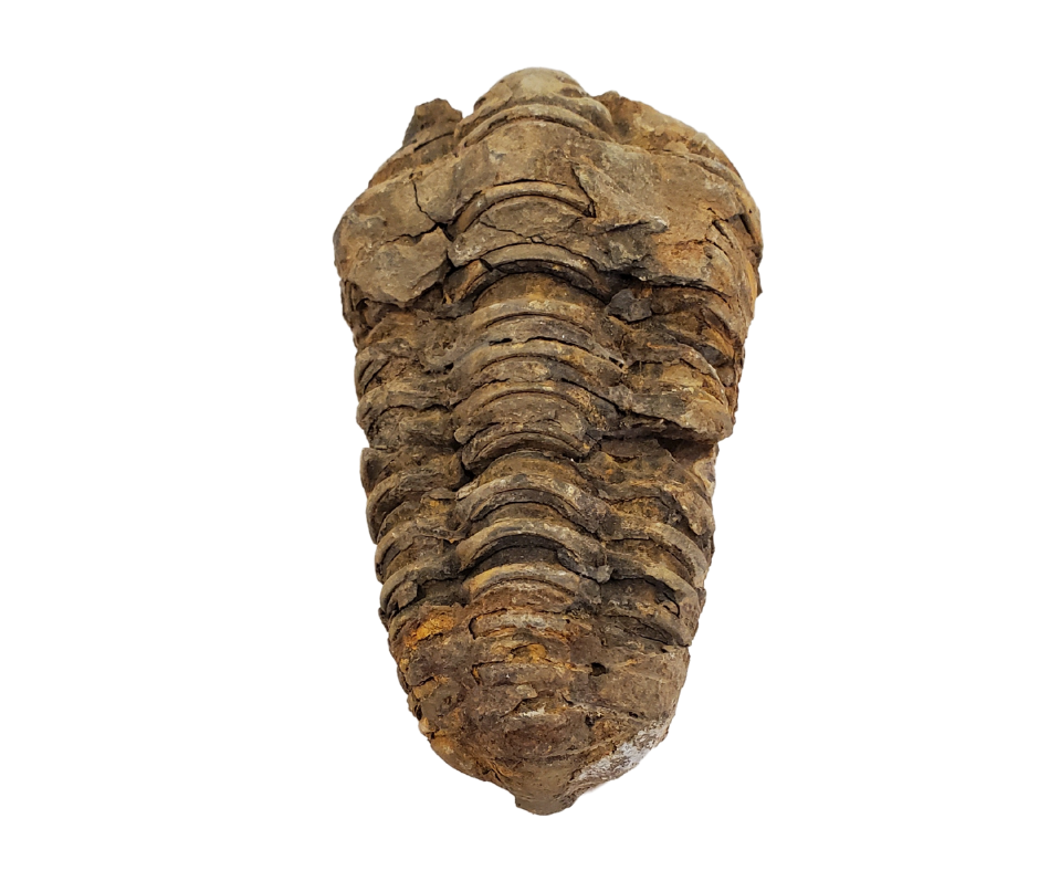 Trilobite Fossil from Morocco