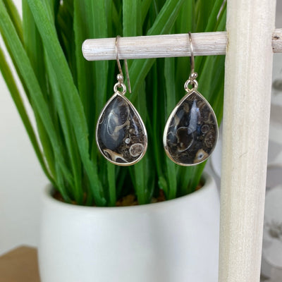 Turritella Agate (Snail Fossil) Teardrop Earrings in Sterling Silver Setting