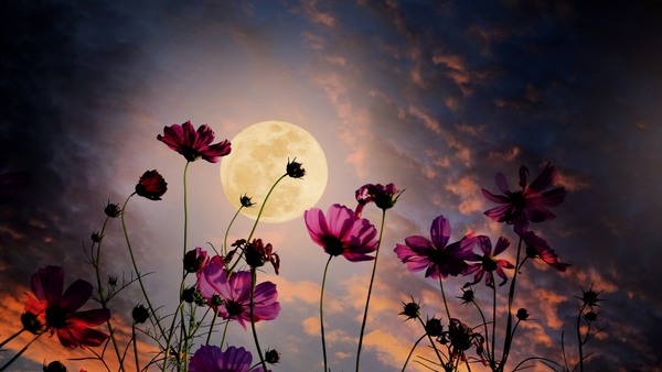 May's Full Moon: Flower Moon