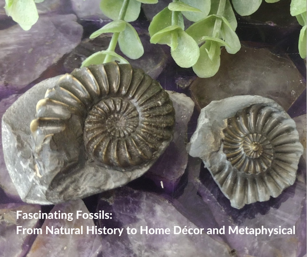 Fascinating Fossils: From Natural History to Home Décor and Metaphysical