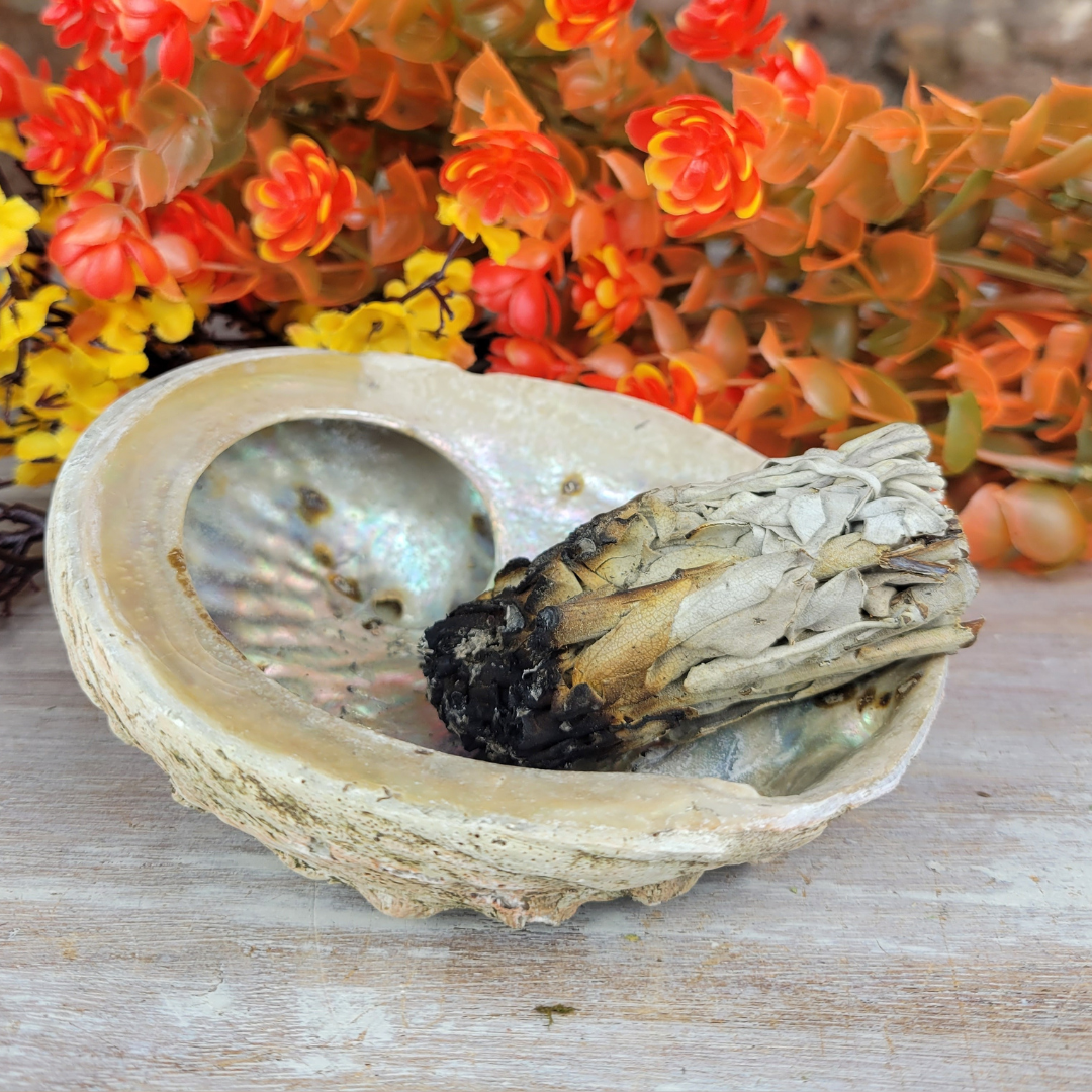 Abalone Shell Smudging Bowl Seashell 4-5 Inches