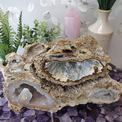 Agatized Coral - Florida