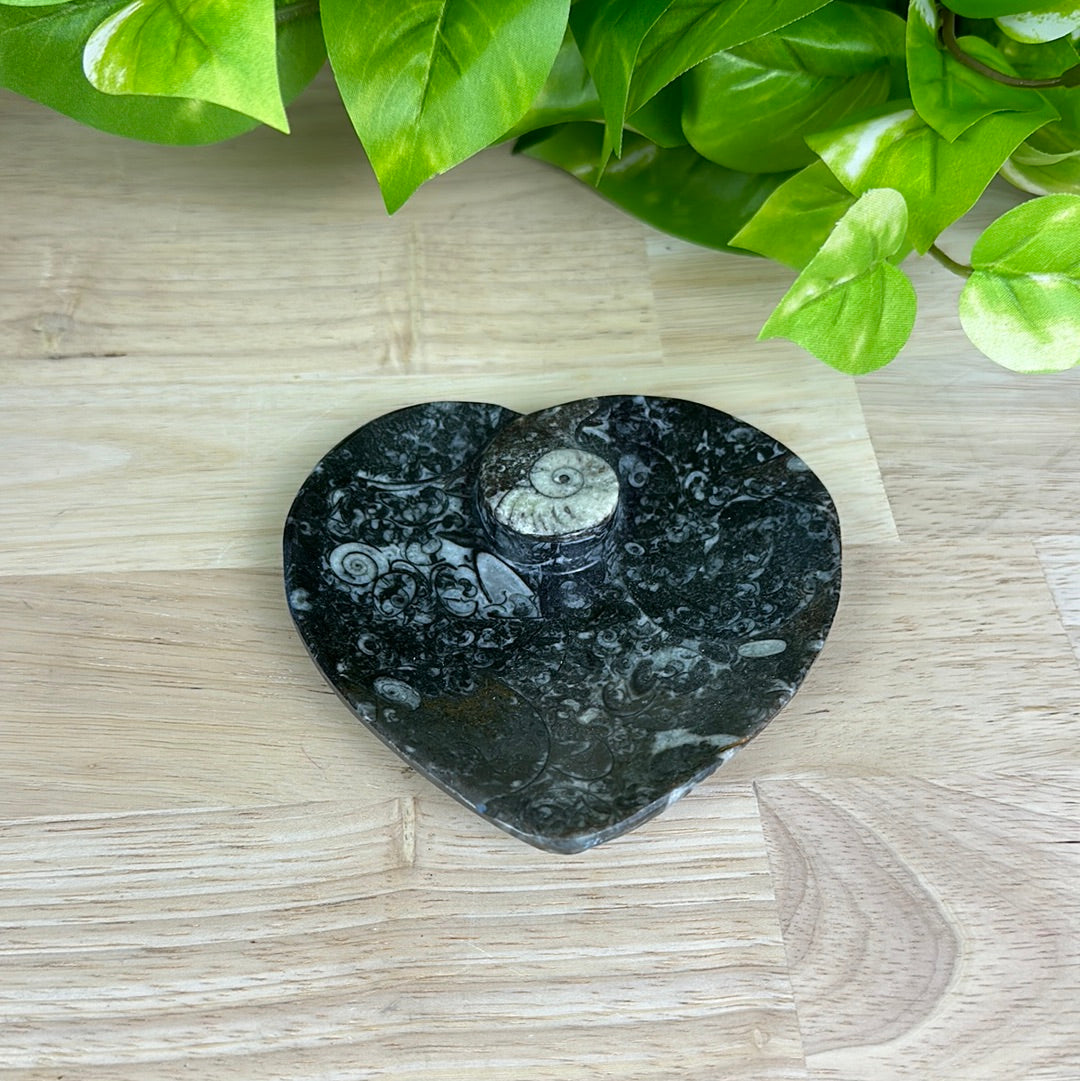 Ammonite Dish in Round, Heart, Spiral or Oval Shapes 3"