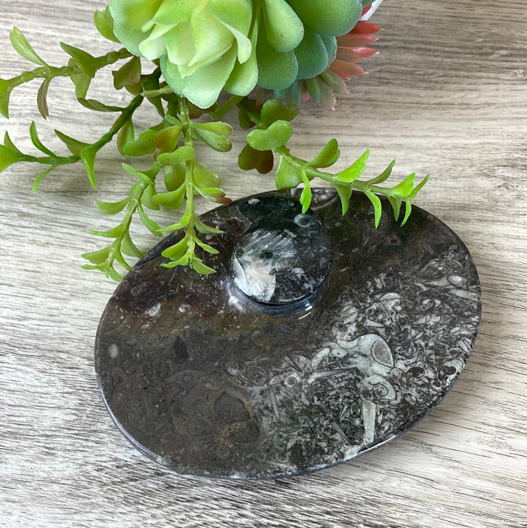 Ammonite Dish in Round, Heart, Spiral or Oval Shapes 3"