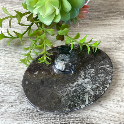 Ammonite Dish in Round, Heart, Spiral or Oval Shapes 3"