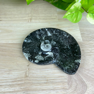 Ammonite Dish in Round, Heart, Spiral or Oval Shapes 3"