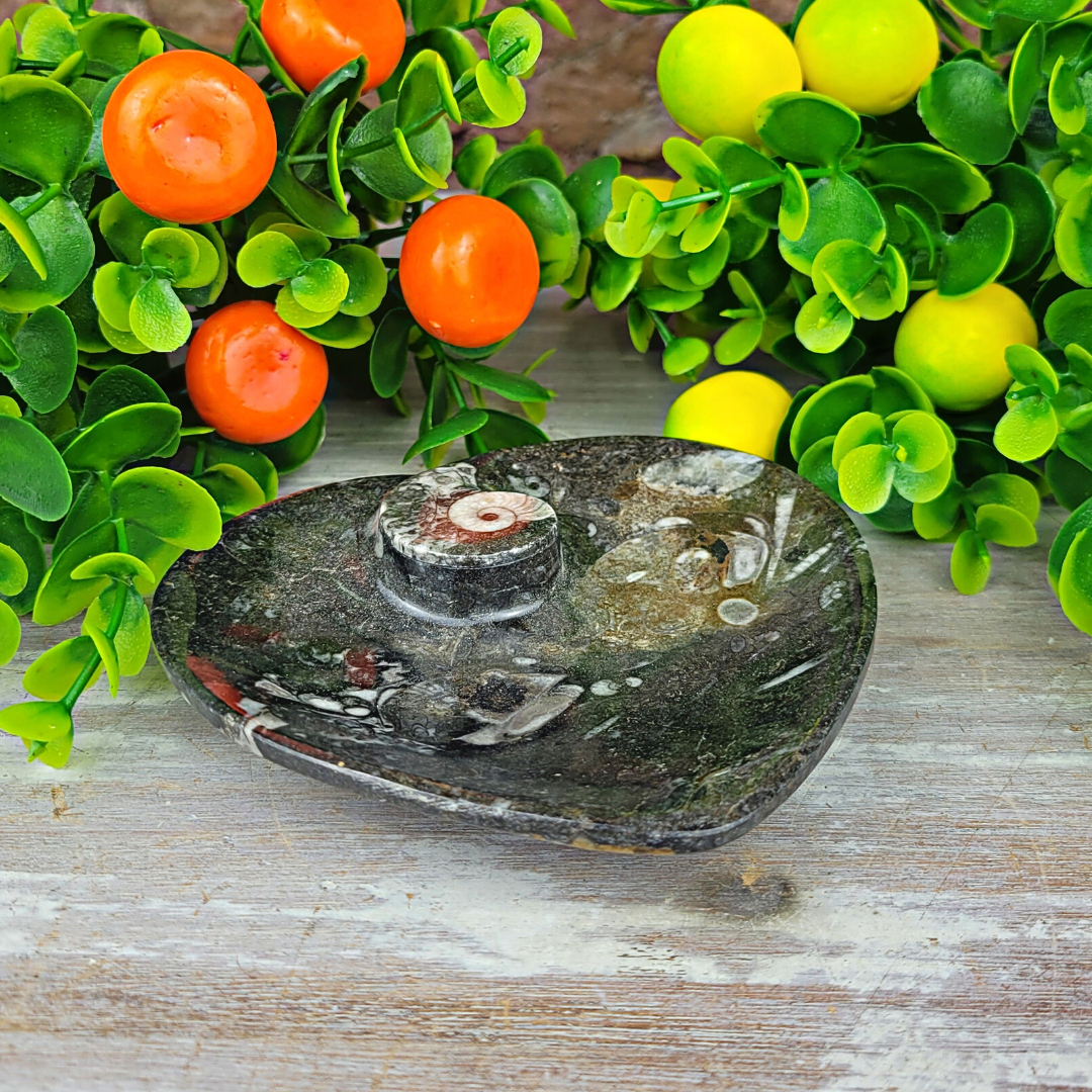 Ammonite Dish in Round, Heart, Spiral or Oval Shapes 3"