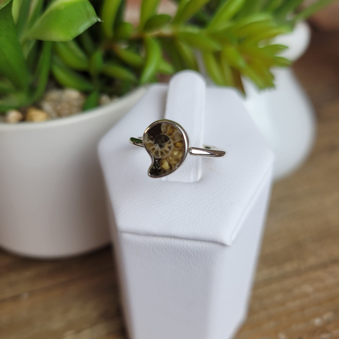 Ammonite Fossil Polished Ring in sterling silver .4"