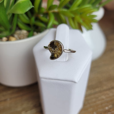 Ammonite Fossil Polished Ring in sterling silver .4"
