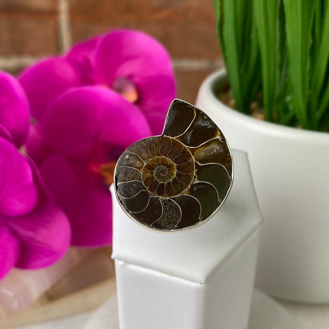 Ammonite Fossil Polished Ring set in sterling silver 1 to 1.5 inch- Sized