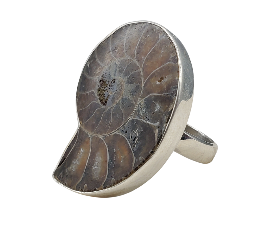 Ammonite Fossil Polished Ring set in sterling silver 1 to 1.5 inch- Sized