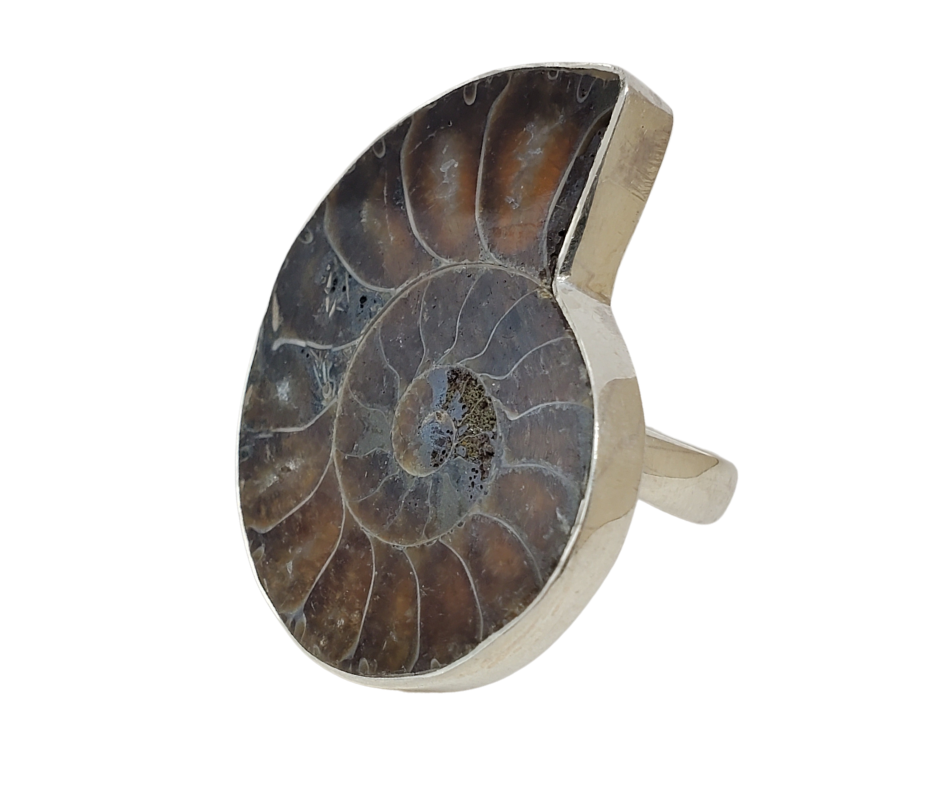 Ammonite Fossil Polished Ring set in sterling silver 1 to 1.5 inch- Sized