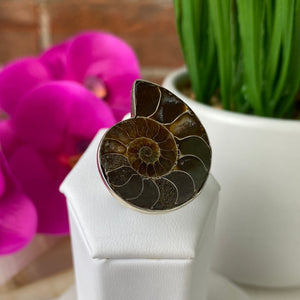 Ammonite Fossil Polished Ring set in sterling silver 1 to 1.5 inch- Sized