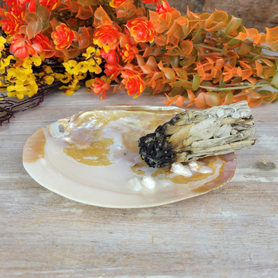 Clam Shell Smudging Bowl Seashell 5-6 Inches