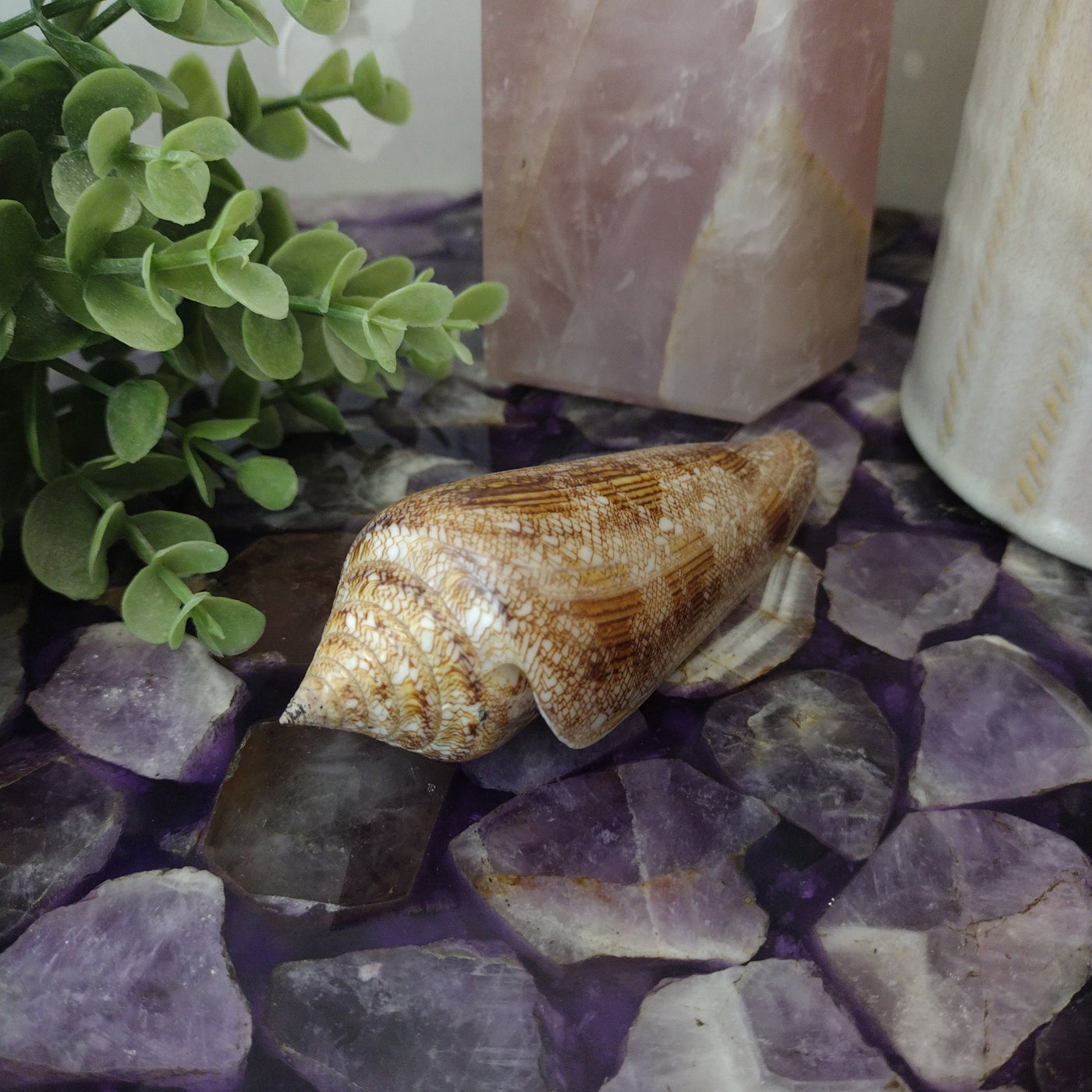 Conus Glorianus Shell