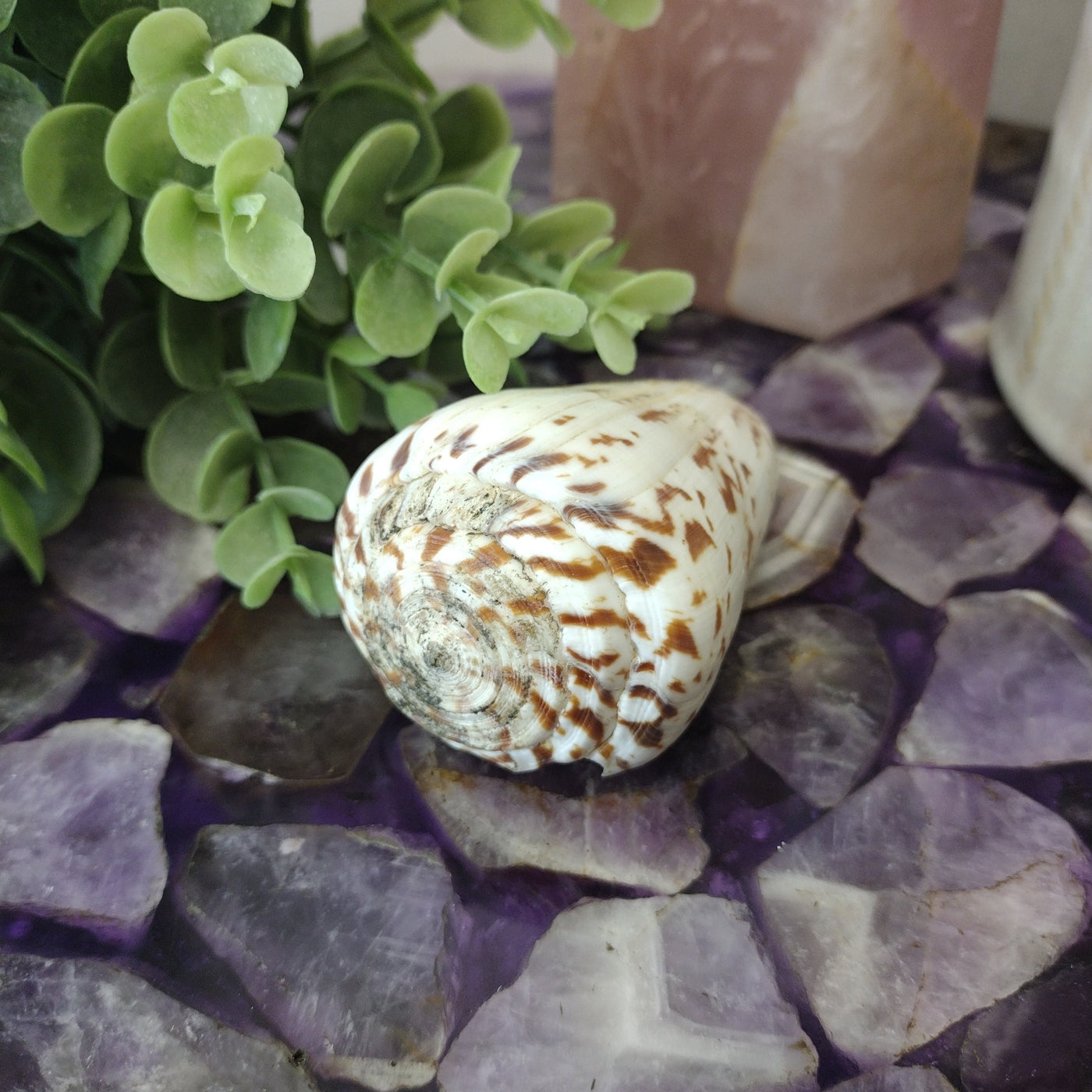 Conus Shell