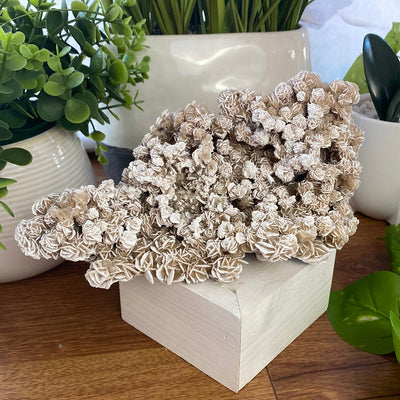 Desert Rose Selenite Specimens 6-8"