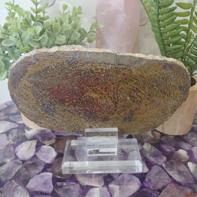 Dinosaur Bone Slab