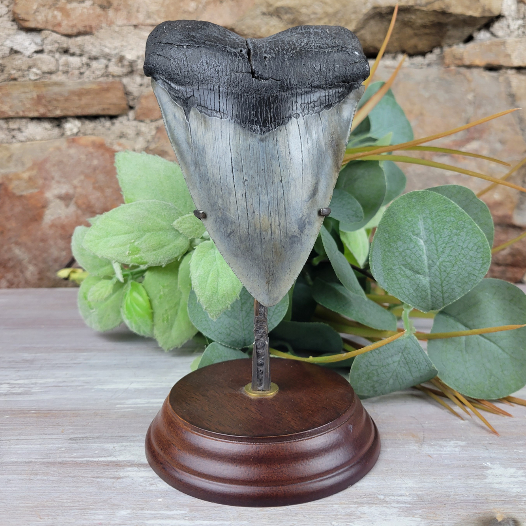 Megalodon Tooth on Custom Stand