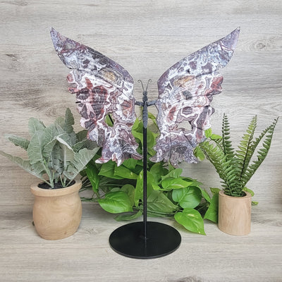 Mexican Crazy Lace Agate Butterfly Wings on Custom Stand