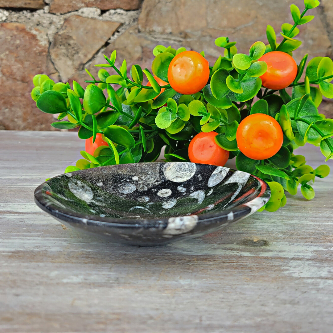 Orthoceras Fossil Bowl- 4", 5", and Freeform