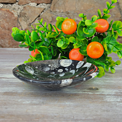 Orthoceras Fossil Bowl- 4", 5", and Freeform