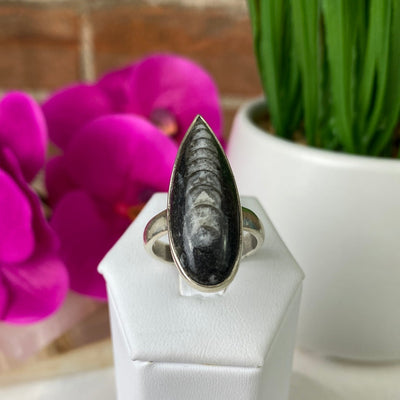 Orthoceras Fossil Ring Polished 1" with sterling silver Adjustable Band