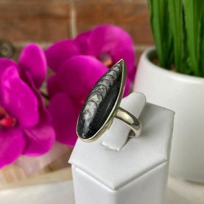 Orthoceras Fossil Ring Polished 1" with sterling silver Adjustable Band