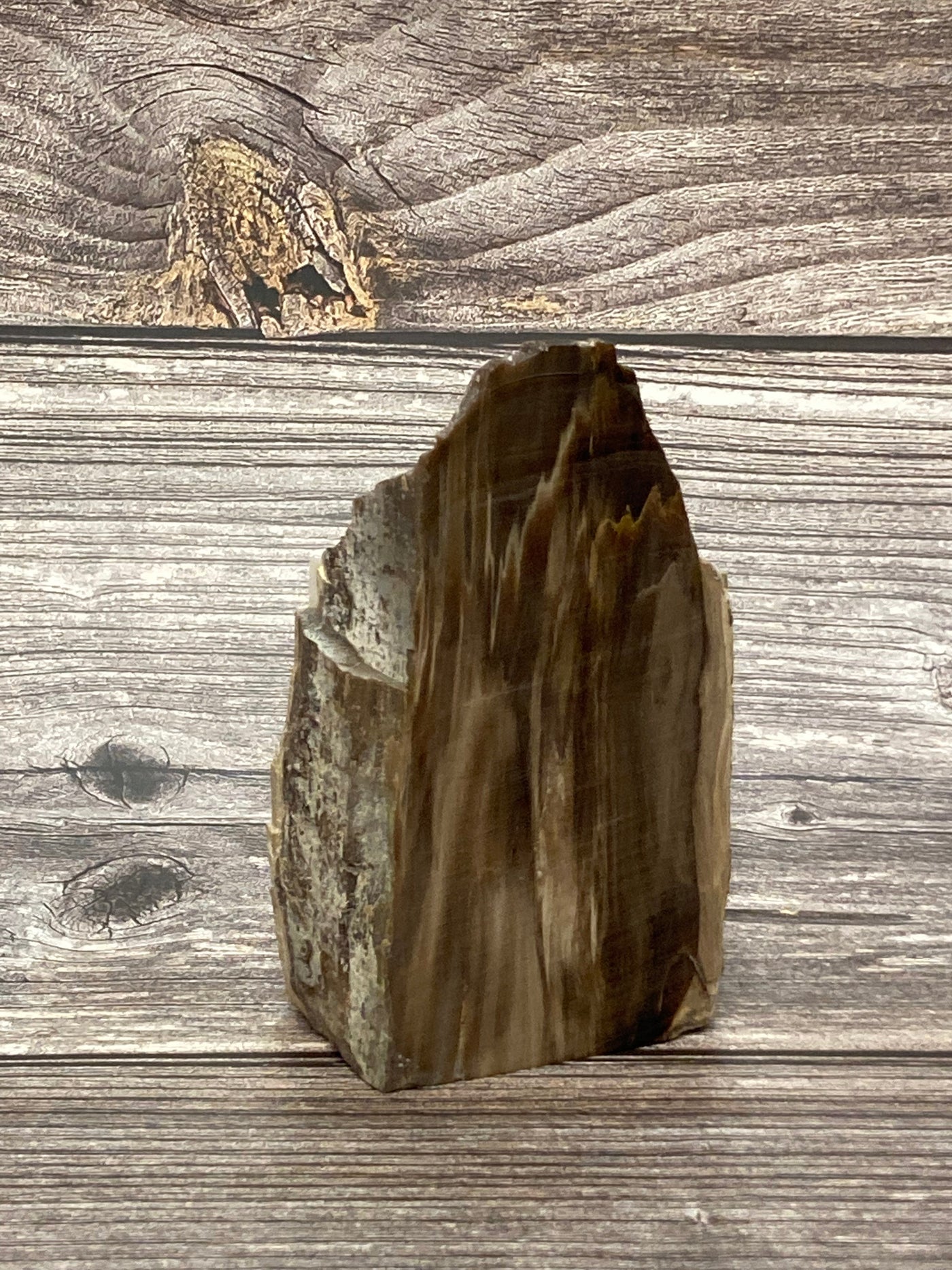 Petrified Dawn Redwood from Oregon