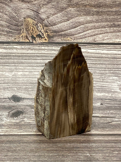 Petrified Dawn Redwood from Oregon