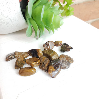 Petrified Wood Tumbled Stone 1" *Sold Individually*