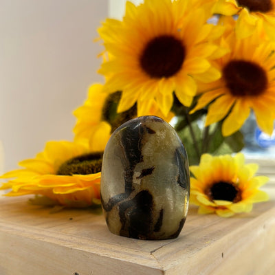 Polished Septarian Nodule with Cut Base Freeform 3" From Madagascar