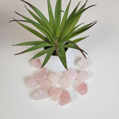 Rose Quartz Tumbled 0.5-1" *Sold Individually*