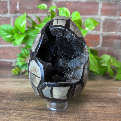 Septarian Dragon Egg with Geode Center 2.7kg
