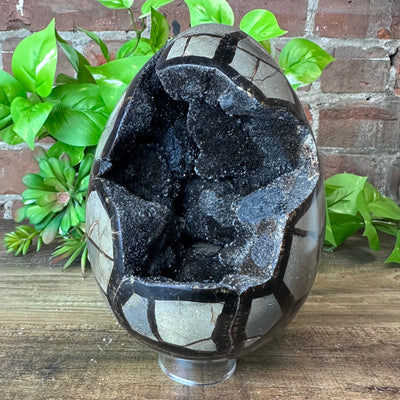 Septarian Dragon Egg with Geode Center 2.7kg
