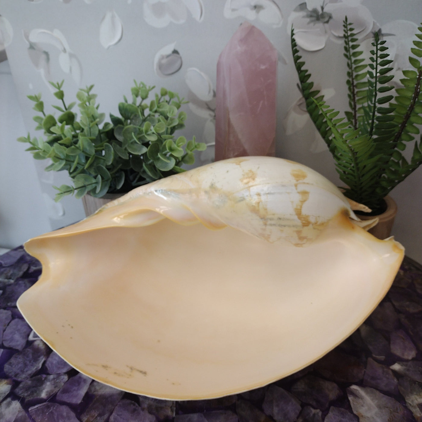 Turbo (gastropod) Shell Polished - Various Sizes
