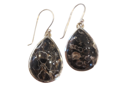 Turritella Agate (Snail Fossil) Teardrop Earrings in sterling silver Setting