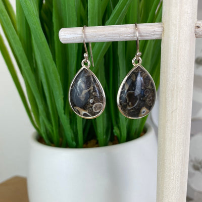 Turritella Agate (Snail Fossil) Teardrop Earrings in sterling silver Setting