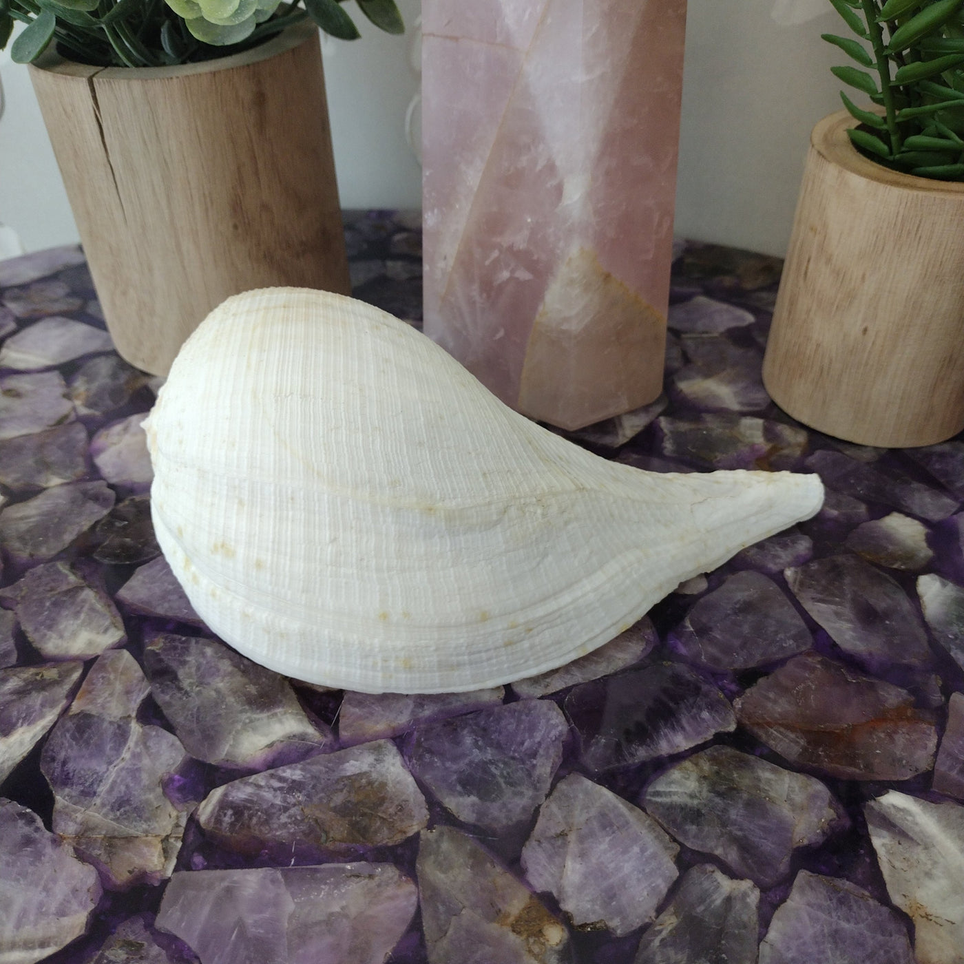 Whelk Shell