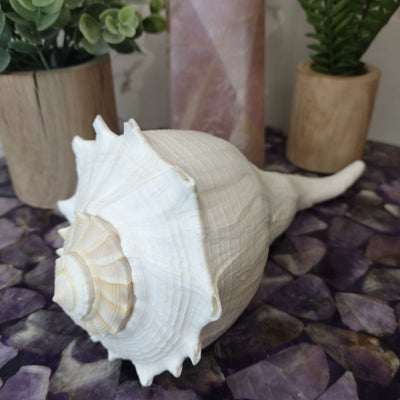 Whelk Shell