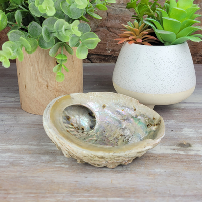 Abalone Shell Smudging Bowl Seashell 4-5 Inches