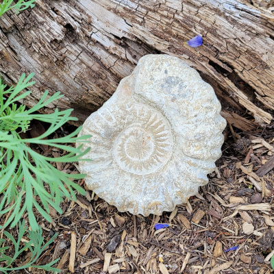 Ammonite Fossil Rough Specimen Morocco 3"-4"
