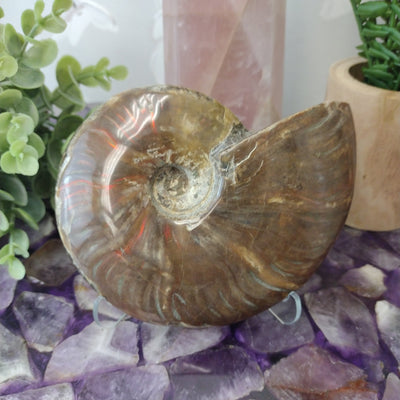 Ammonite Fossil Specimen Polished various sizes 5-7"