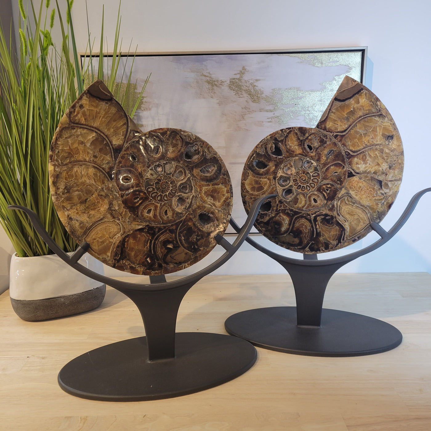 Ammonite Pair on Custom Metal Stands 19.5"x22"