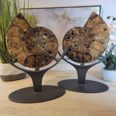 Ammonite Pair on Custom Metal Stands 19.5"x22"