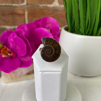 Ammonite Polished Ring set in an Adjustable Sterling Silver Band
