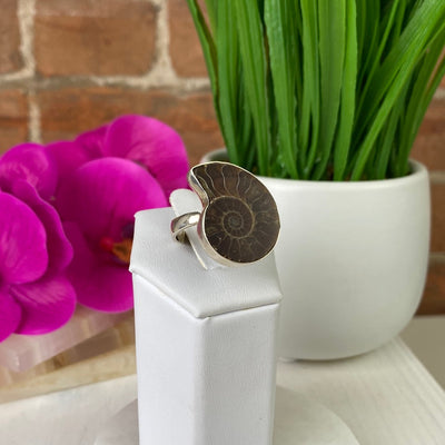 Ammonite Polished Ring set in an Adjustable Sterling Silver Band