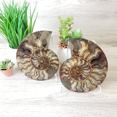 Ammonite with Pyrite Polished Fossil Pair-7"