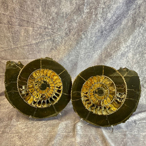 Black Ammonite Pair 12" x 12" x 2"